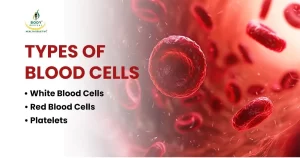 Types of Blood Cells