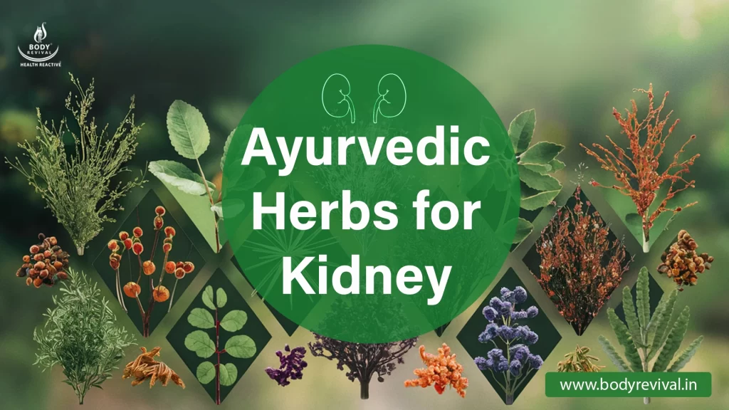 Ayurvedic Herbs for Kidney