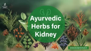 Ayurvedic Herbs for Kidney