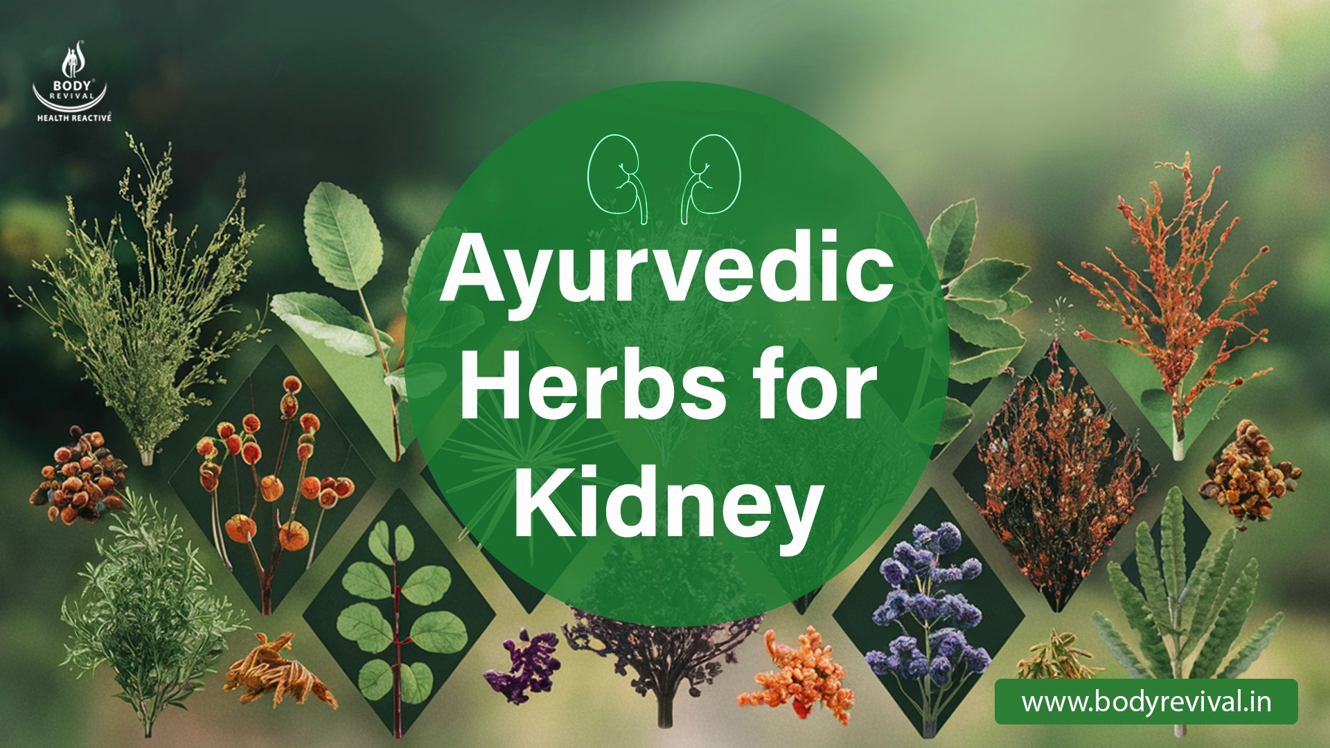 Ayurvedic Herbs for Kidney Body Revival