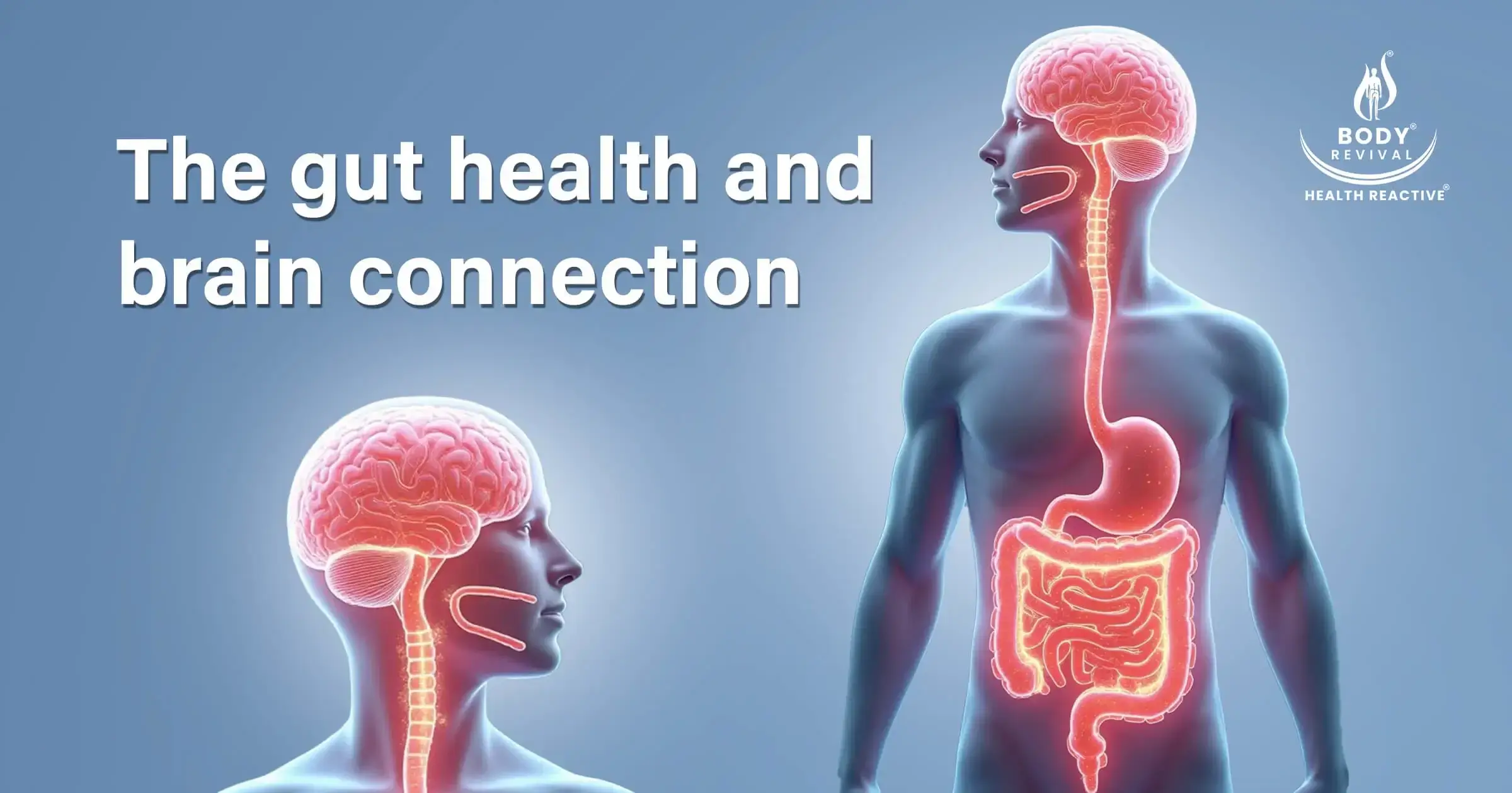 The brain and gut health connection The-connection-between-brain-and-gut-health